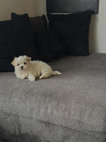 Bichon Frisé Welpe abzugeben