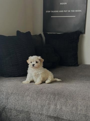 Bichon Frisé-Welpe (Hündin)