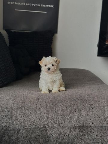 Weiblicher Bichon Frisé sucht ein neues Zuhause!