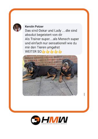 Professionelles Hundetraining – Persönlich oder auch via Video