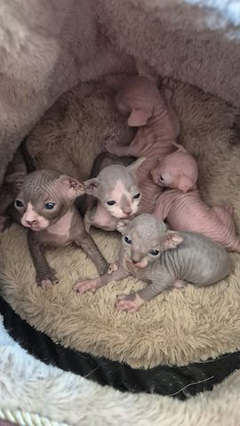 Sphynx Kitten