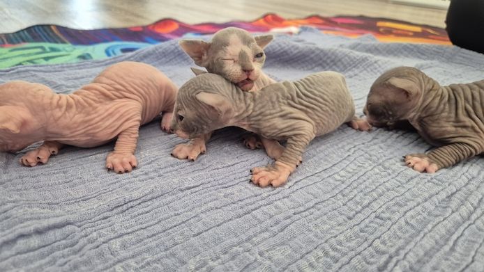Sphynx Kitten