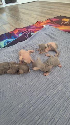 Sphynx Kitten