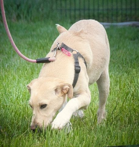 Ronaldo - ein junger Sunnyboy