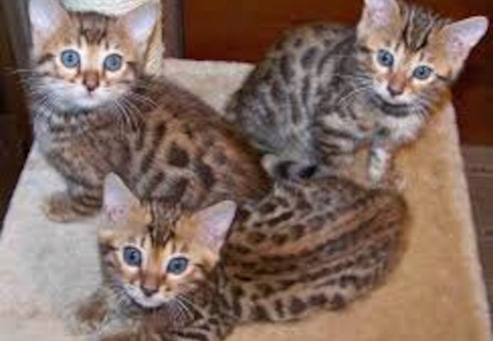 Bengal-Kätzchen abzugeben