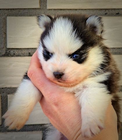 Pomsky F3 Toy & Mini Bärchentyp Puppengesicht