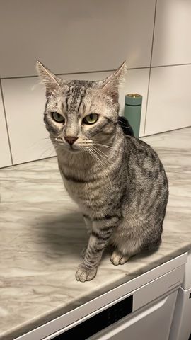 Bengal Katze 4 Jahre alt