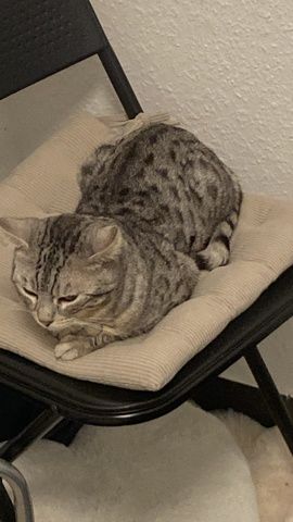 Bengal Katze 4 Jahre alt