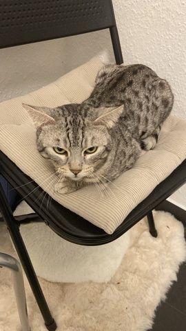 Bengal Katze 4 Jahre alt