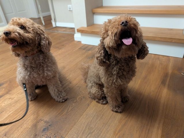 Zuckersüße Zwergpudel Welpen