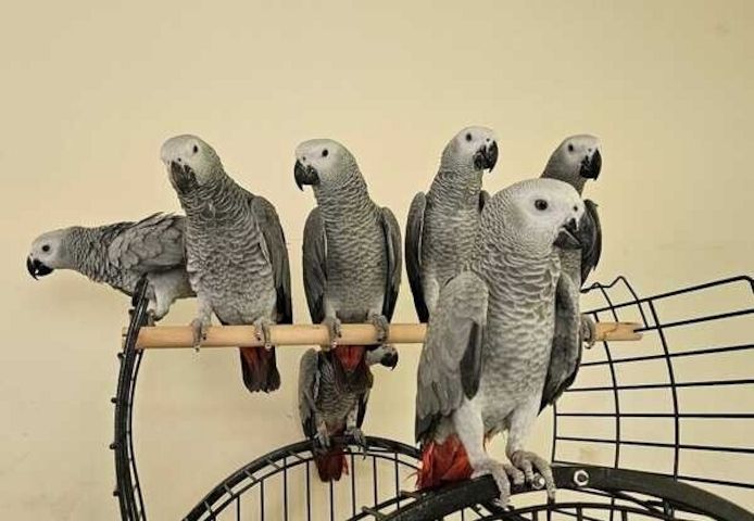 Gut gezähmte Graupapageien