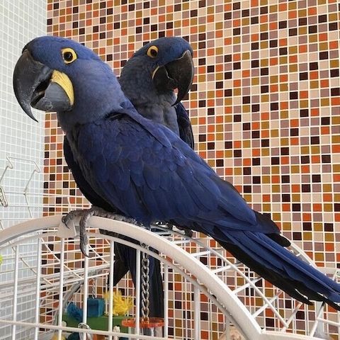 Hyazinthenblaue Papageien