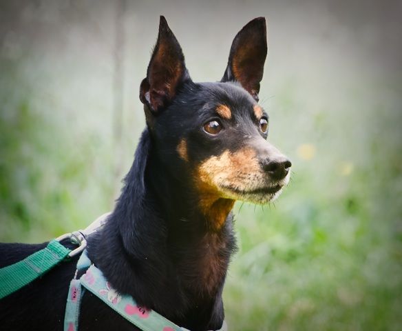 Lucio - ein freundlicher Begleiter