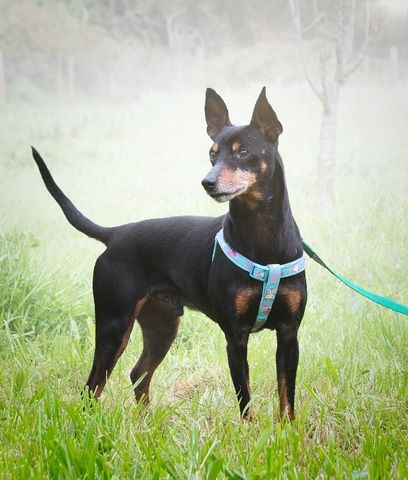 Lucio - ein freundlicher Begleiter