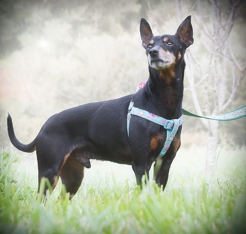 Lucio - ein freundlicher Begleiter