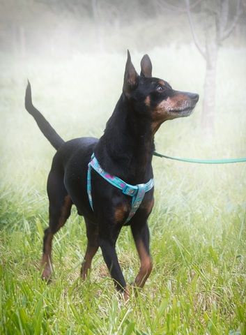 Lucio - ein freundlicher Begleiter