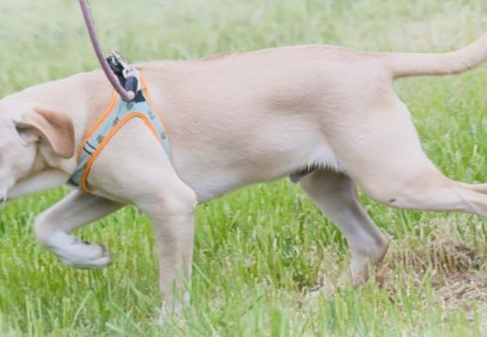 Chris - freundlich und neugierig