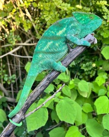 Reptilienarten, einschließlich Wasserschildkröten, Landschildkröten und Chamäleons