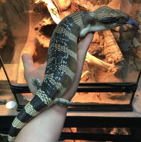 Reptilienarten, einschließlich Wasserschildkröten, Landschildkröten und Chamäleons