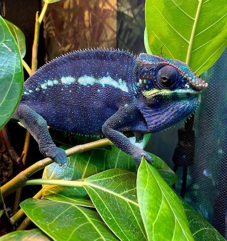 Reptilienarten, einschließlich Wasserschildkröten, Landschildkröten und Chamäleons