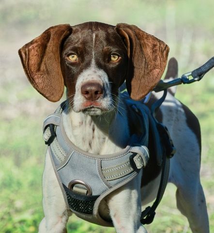 Scout - bereit für Abenteuer