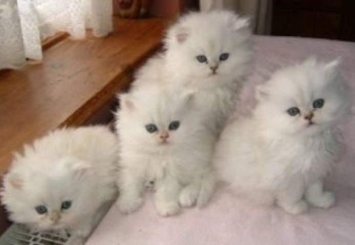 Bezaubernde Perserkätzchen abzugeben