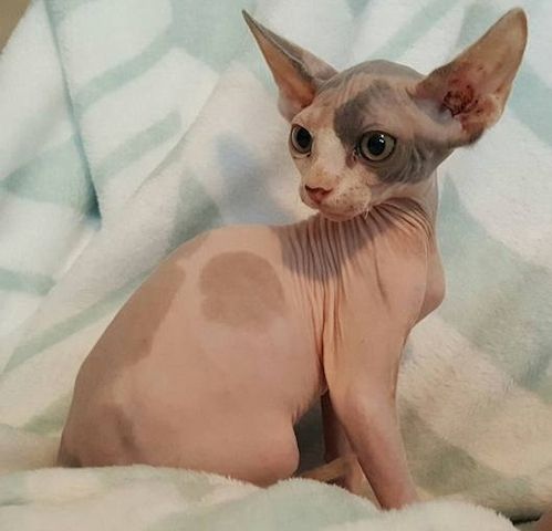 Sphynx-Kitten
