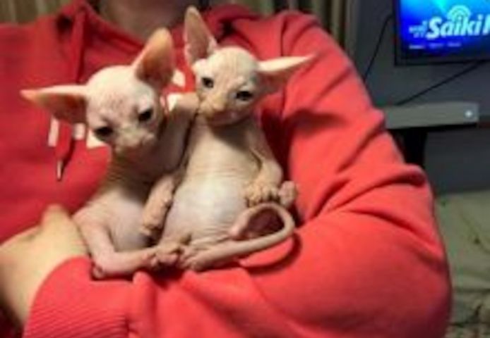 Wunderschöne Sphynx-Kitten