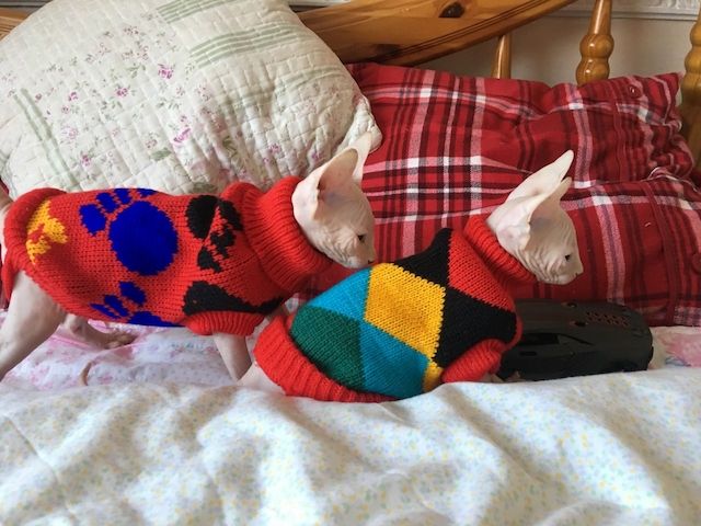 Sphynx-Kitten (männlich und weiblich)