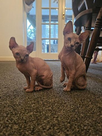Sphynx-Kitten mit Stammbaum.