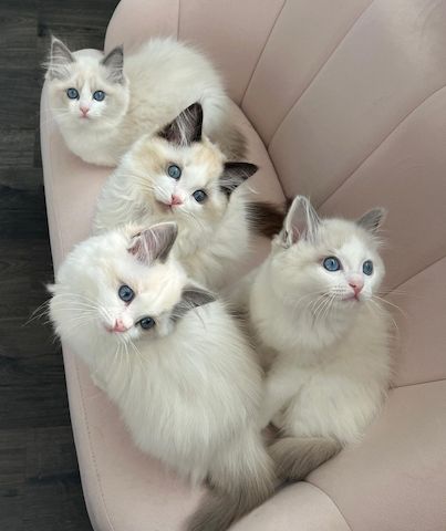 Ragdoll-Kitten abzugeben