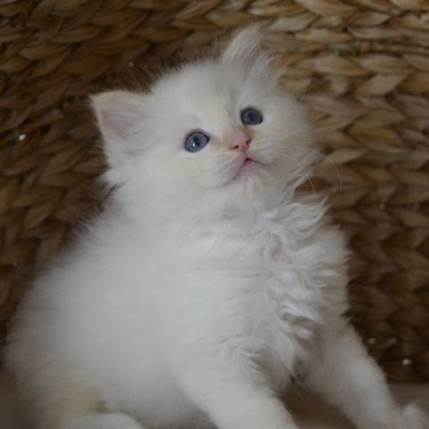 Ragdoll-Kitten aus häuslicher Aufzucht