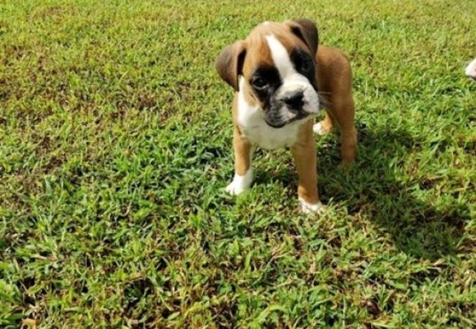 Süße Boxerwelpen abzugeben