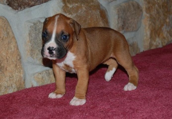 Wunderschöne Boxerwelpen