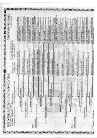 2x Bengalkatzen ( Kater und Katze )