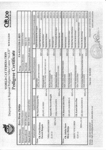 2x Bengalkatzen ( Kater und Katze )