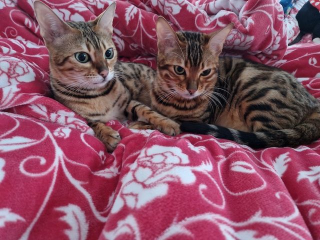 2x Bengalkatzen ( Kater und Katze )