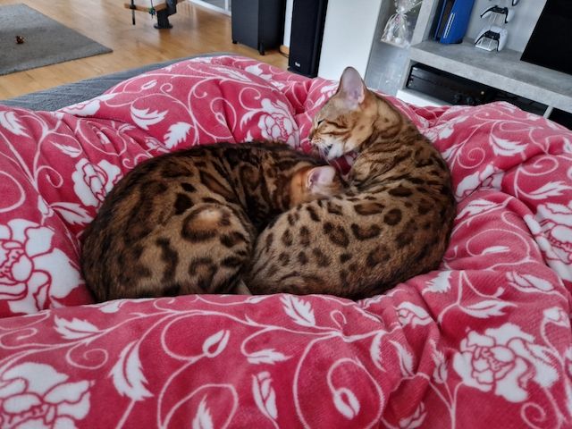 2x Bengalkatzen ( Kater und Katze )