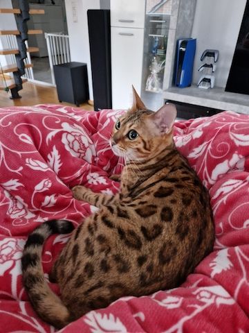 2x Bengalkatzen ( Kater und Katze )