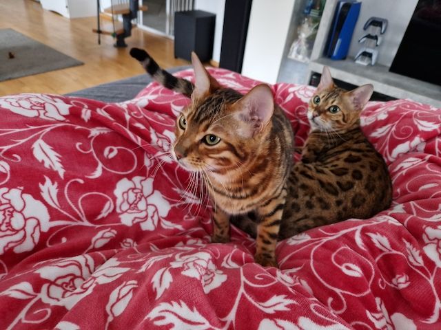 2x Bengalkatzen ( Kater und Katze )