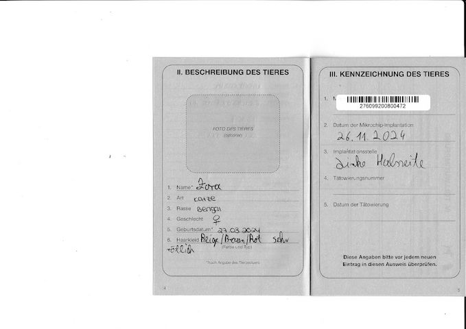 2x Bengalkatzen ( Kater und Katze )