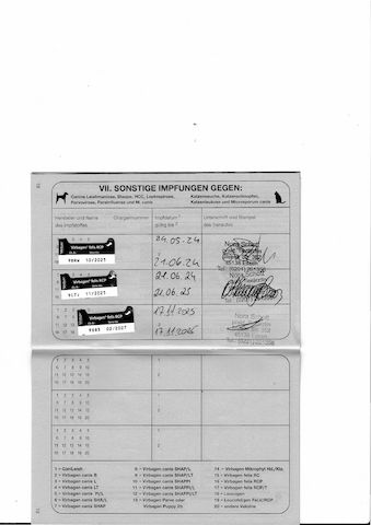 2x Bengalkatzen ( Kater und Katze )