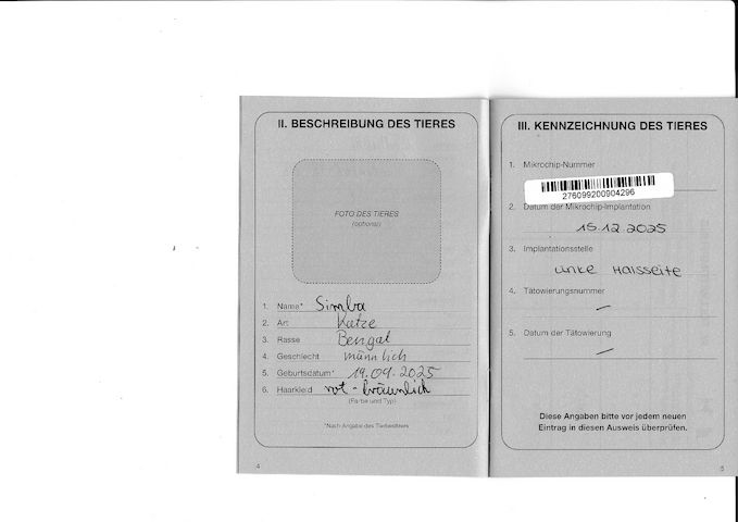 2x Bengalkatzen ( Kater und Katze )