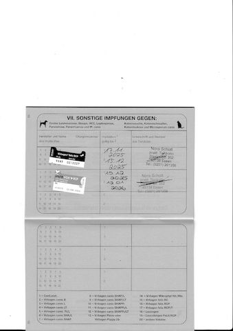 2x Bengalkatzen ( Kater und Katze )