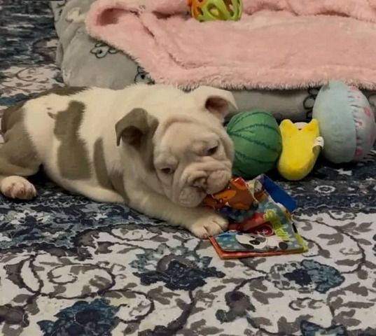 Bezaubernde Englische Bulldoggenwelpen suchen ein neues Zuhause