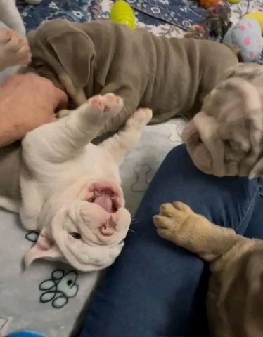 Bezaubernde Englische Bulldoggenwelpen suchen ein neues Zuhause