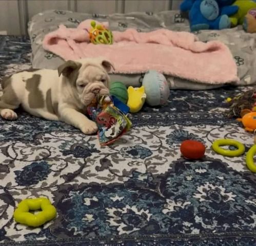 Bezaubernde Englische Bulldoggenwelpen suchen ein neues Zuhause