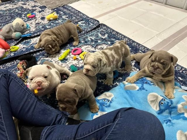 Bezaubernde Englische Bulldoggenwelpen suchen ein neues Zuhause