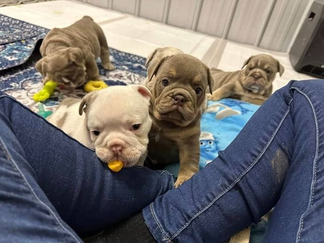 Bezaubernde Englische Bulldoggenwelpen suchen ein neues Zuhause