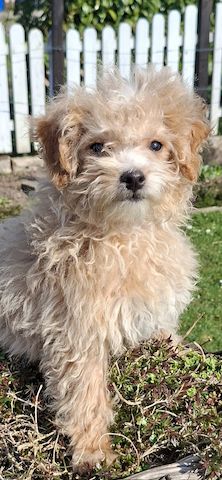 Zuckersüßer Maltipoo-Welpe zu verkaufen | Süßer Hund sucht sein neues Zuhause!